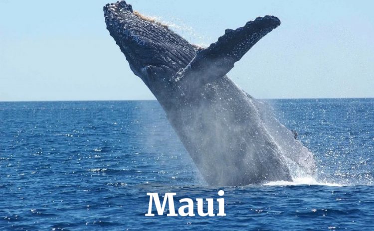 ハワイ：マウイ島の海外現地ツアー