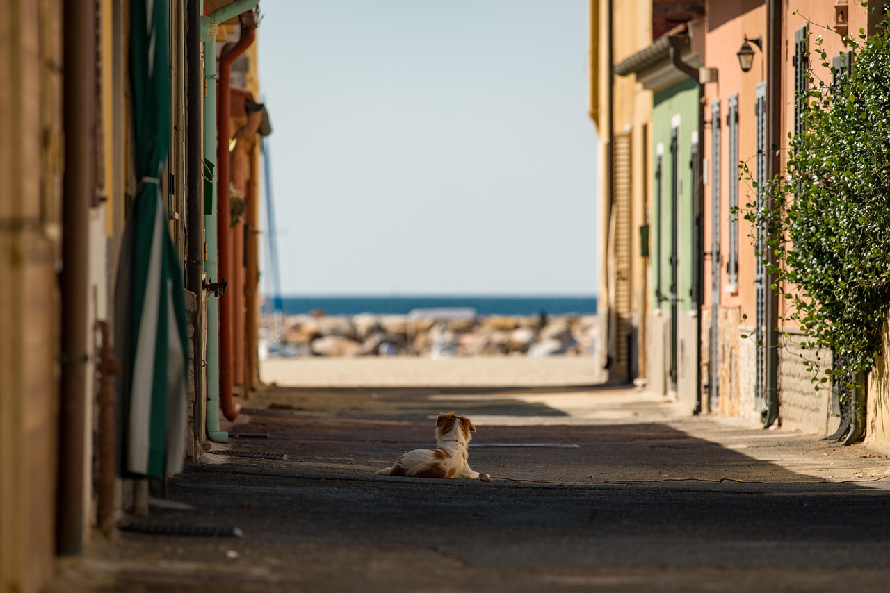 street, dog, sea, italy, city, urban, architecture, animal, outdoor, sidewalk, buildings, pet, road, street, italy, italy, italy, italy, italy, sidewalk, nature, road