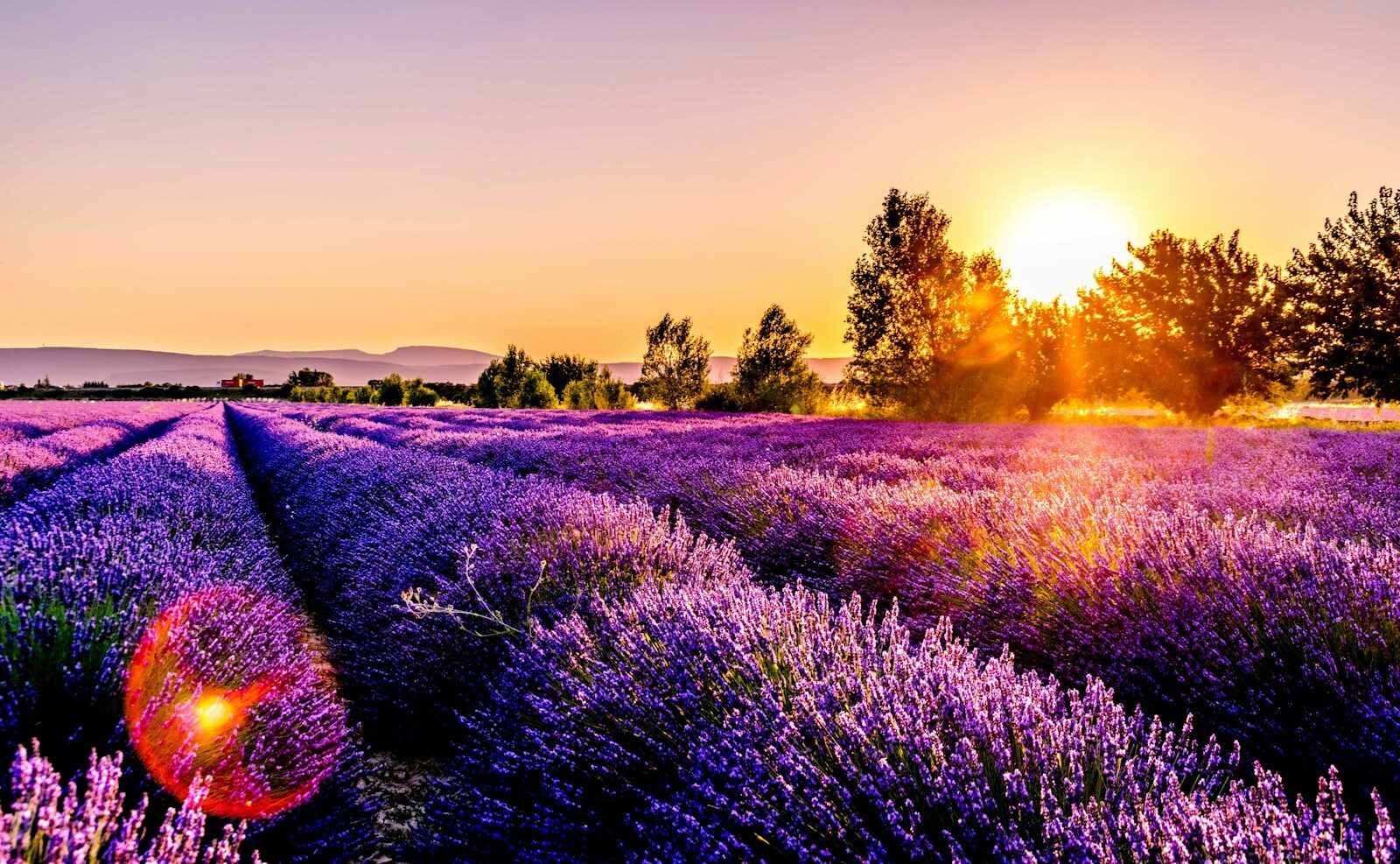 lavender field