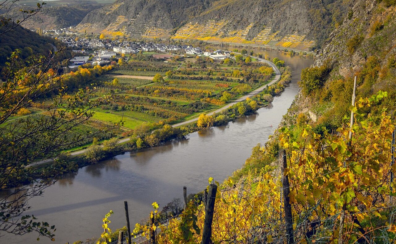 vineyards, moselle, germany, flow, wine, wine growing, vines, fall, river landscape, riesling, nature, landscape, winemaker, grapes, golden, wine, wine, wine, wine, wine, riesling
