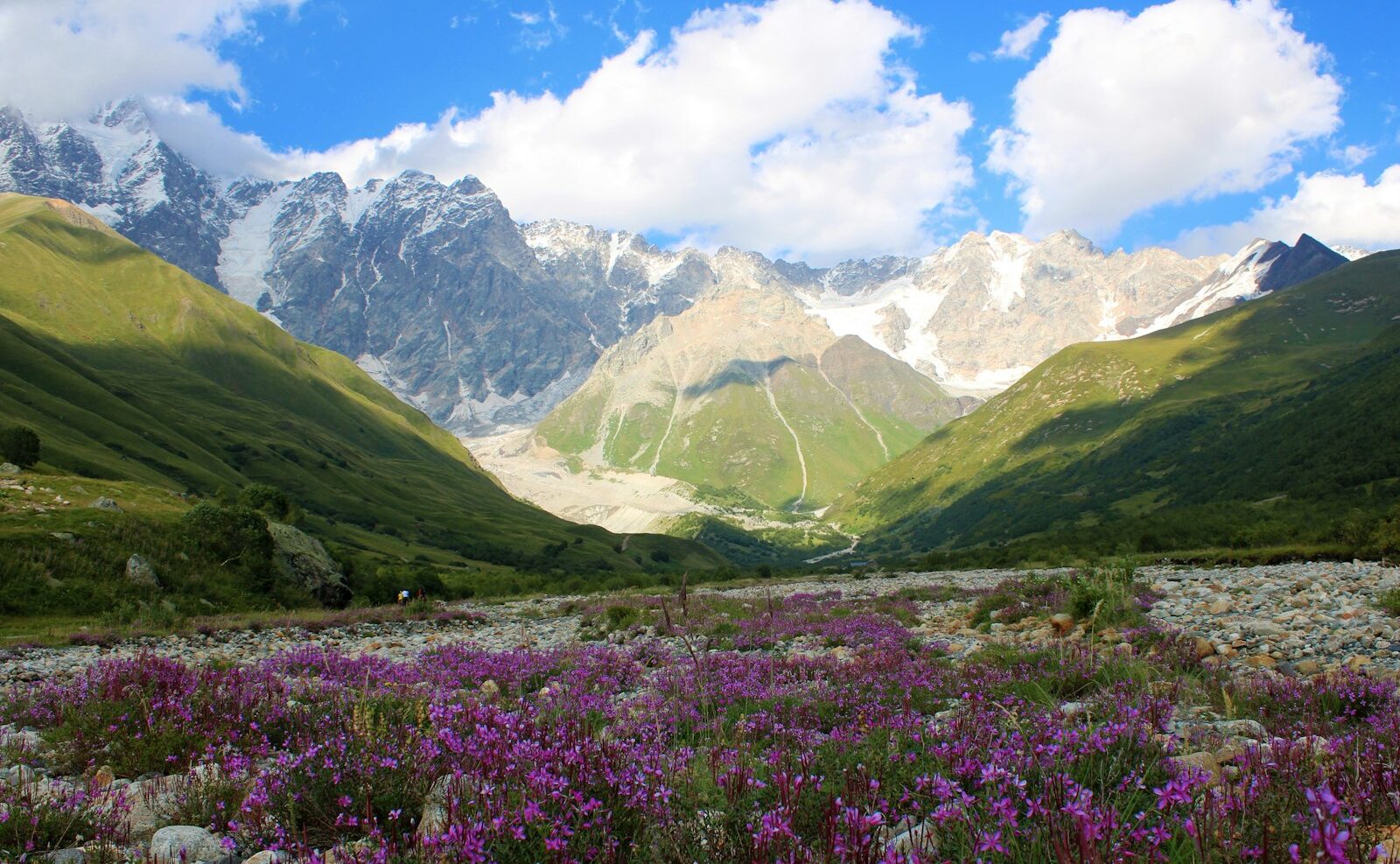 a field of purple flowers in front of a mountain range