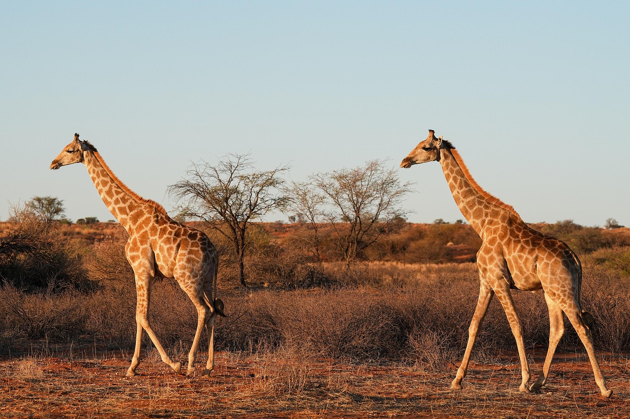 giraffe, kalahari, namibia, evening atmosphere, elegant, nature, animals, two, to stroll