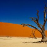 bare tree on desert during daytime