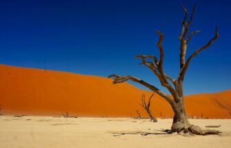 bare tree on desert during daytime