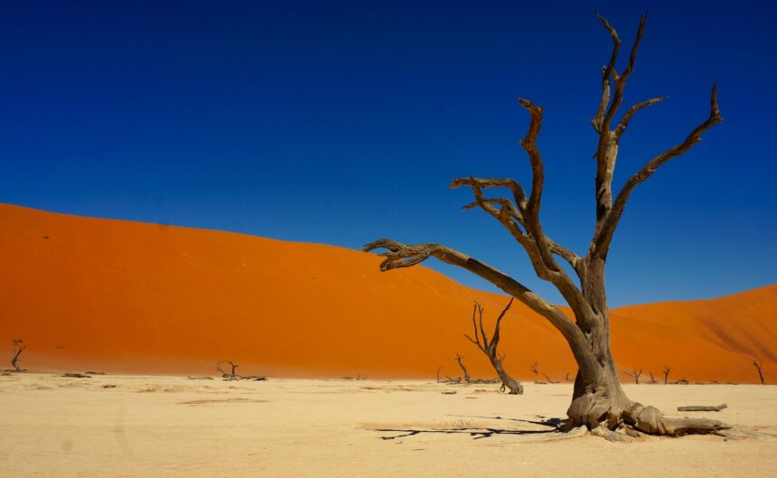 bare tree on desert during daytime