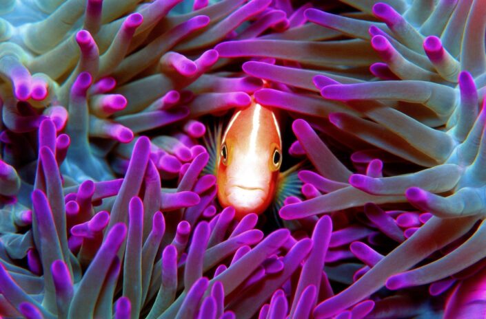 熱帯魚と出会える島。