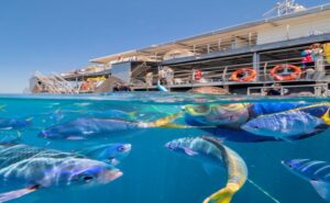 熱帯魚と一緒にシュノーケルで泳ぐ。